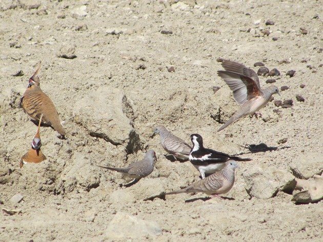 magpie-larkpeaceful-dovesdiamond-dove-spinifex-pigeons