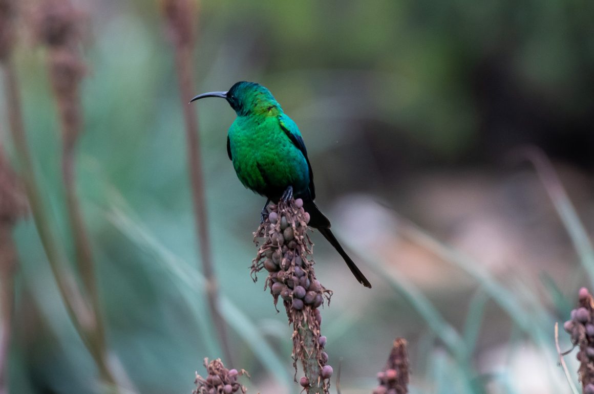 Malachite Sunbird