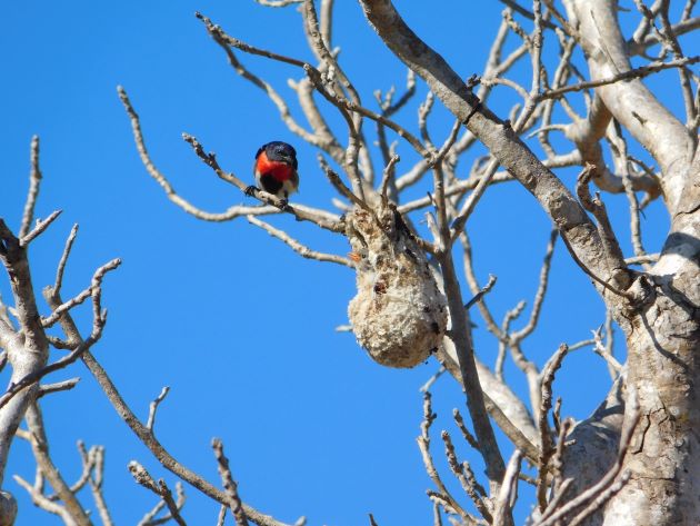 Animalstuffstore Male-Mistletoebird-and-nest-1 Mistletoebird household – 10,000 Birds Bird  