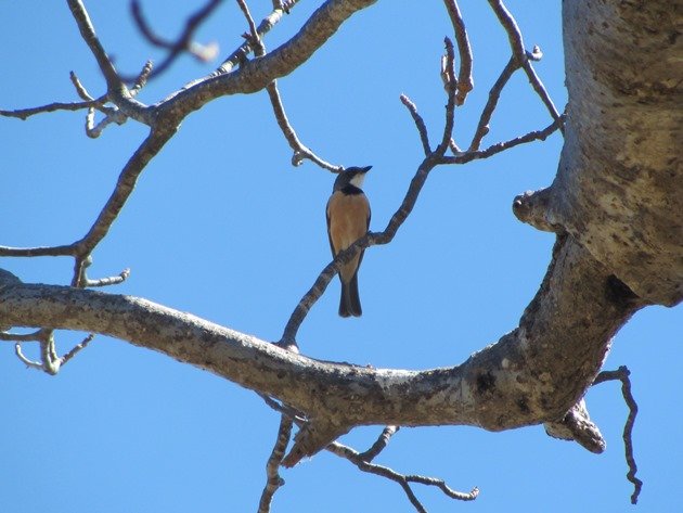 Male Rufous Whistler