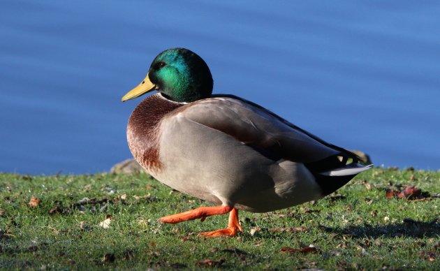 Geese of the World - Wildfowl