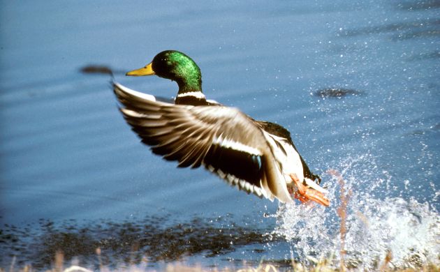 Mallard drake taking off