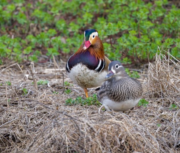 The Mandarin Duck - 10,000 Birds