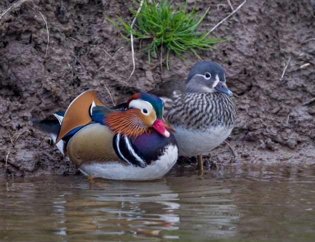 The Mandarin Duck - 10,000 Birds