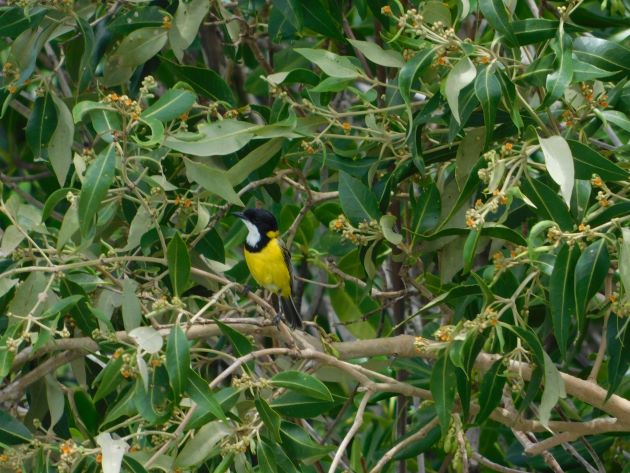 Animalstuffstore Mangrove-Golden-Whistler-1 Streeter’s Jetty, Broome – 10,000 Birds Bird  
