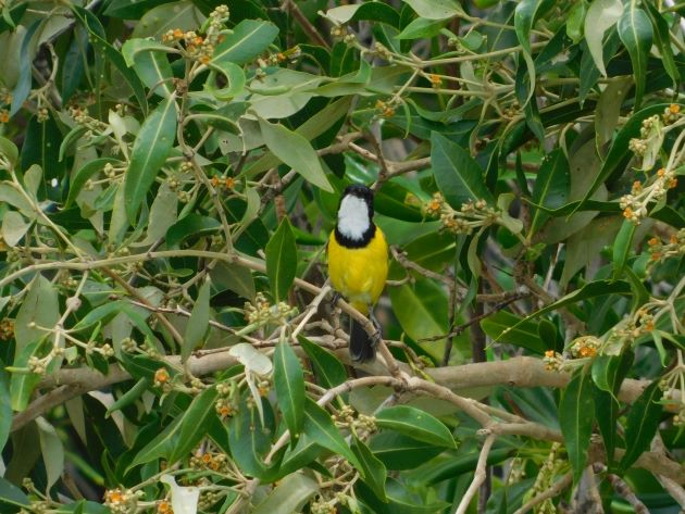 Animalstuffstore Mangrove-Golden-Whistler-2 Streeter’s Jetty, Broome – 10,000 Birds Bird  