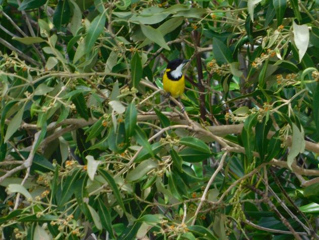 Animalstuffstore Mangrove-Golden-Whistler Streeter’s Jetty, Broome – 10,000 Birds Bird  
