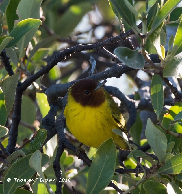 mangrove-warbler