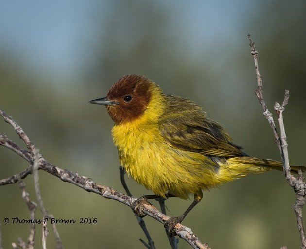 mangrove-warblers