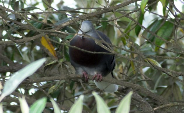 Maroon-chested Ground-Dove