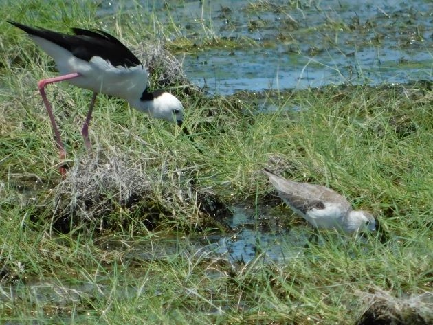 Animalstuffstore Marsh-Sandpiper-and-Black-winged-Stilt-1 Marsh Sandpipers – 10,000 Birds Bird  