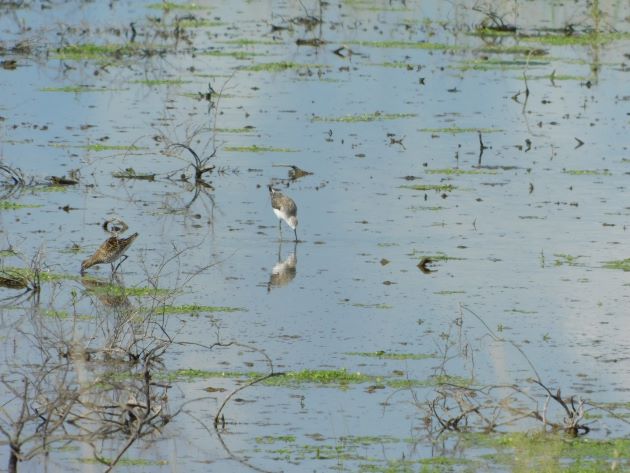 Animalstuffstore Marsh-Sandpiper-and-Sharp-tailed-Sandpiper Marsh Sandpipers – 10,000 Birds Bird  
