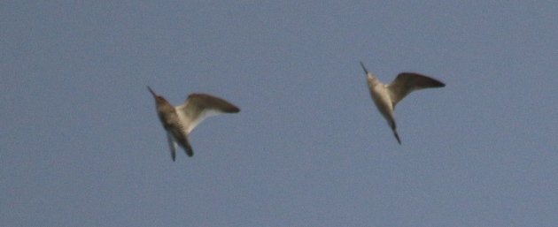 marsh-sandpiper