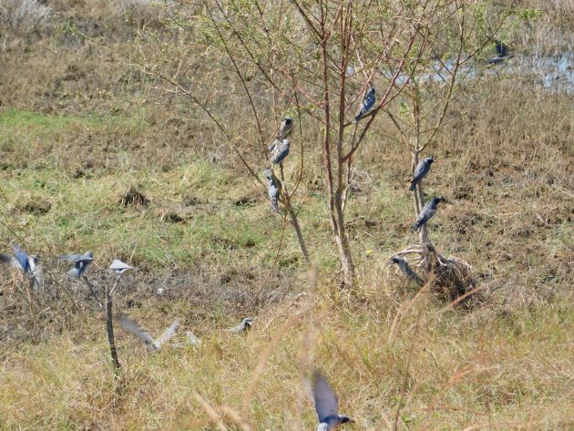 Animalstuffstore Masked-Woodswallows-6 Floodwaters receding throughout Roebuck Plains – 10,000 Birds Bird  