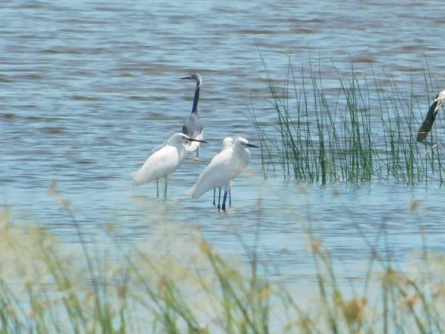 Animalstuffstore Melanistic-Little-Egret-1 Little Egret with irregular plumage close to Broome – 10,000 Birds Bird  