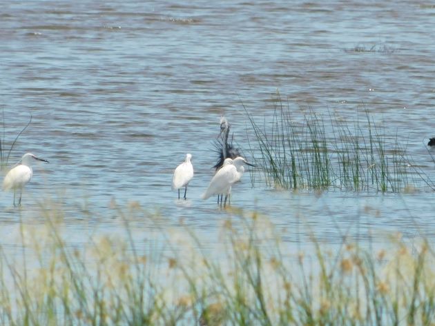 Animalstuffstore Melanistic-Little-Egret-3 Little Egret with irregular plumage close to Broome – 10,000 Birds Bird  