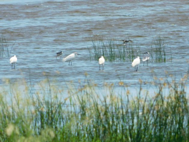 Animalstuffstore Melanistic-Little-Egret-4 Little Egret with irregular plumage close to Broome – 10,000 Birds Bird  
