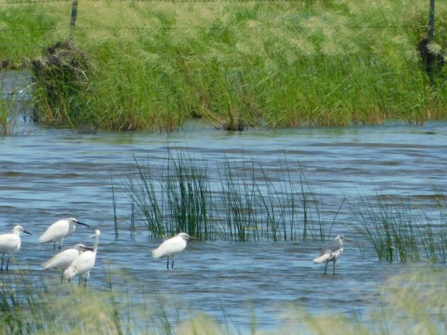 Animalstuffstore Melanistic-Little-Egret-5 Little Egret with irregular plumage close to Broome – 10,000 Birds Bird  