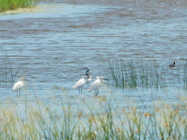 Animalstuffstore Melanistic-Little-Egret Little Egret with irregular plumage close to Broome – 10,000 Birds Bird  