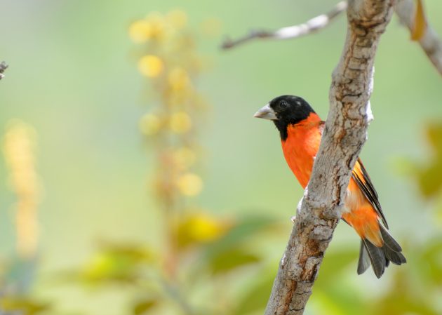 Red Siskin