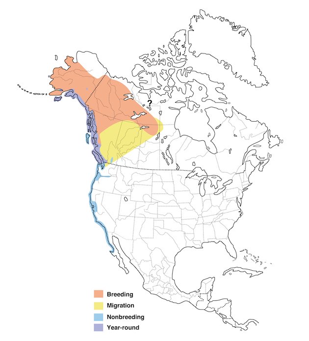 Mew Gull North American Range