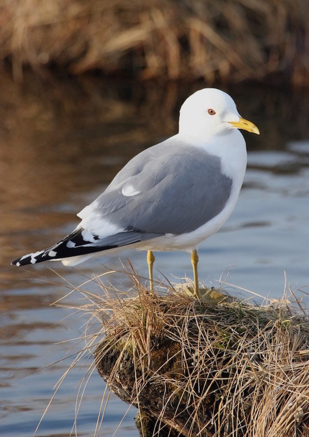 Mew Gull Breeding Plumage