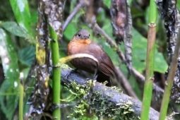 Rarely Seen Costa Rica Birds That Aren’t Rare