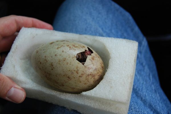 A hatching Mississippi Sandhill Crane egg held by a U.S. Fish and Wildlife Services Employee