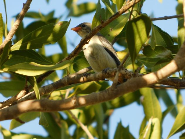 Animalstuffstore Mistletoebird-chick-1 Mistletoebird household – 10,000 Birds Bird  