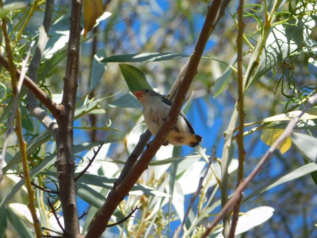 Animalstuffstore Mistletoebird-chick Mistletoebird household – 10,000 Birds Bird  