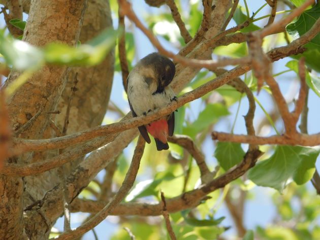 Animalstuffstore Mistletoebird-female The Moist Season continues in Broome – 10,000 Birds Bird  