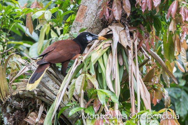 Montezuma Oropendola