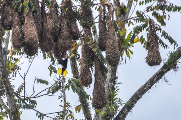Montezuma Oropendola Nests