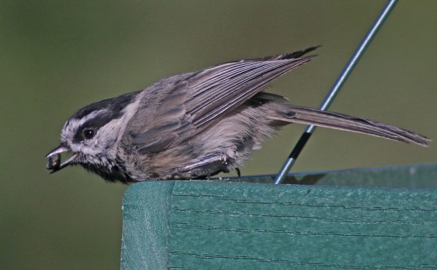 Mountain Chickadee