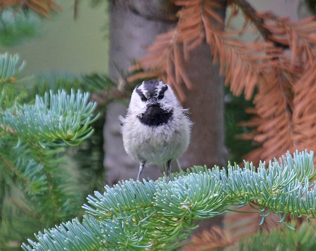 Mountain Chickadee looking angry