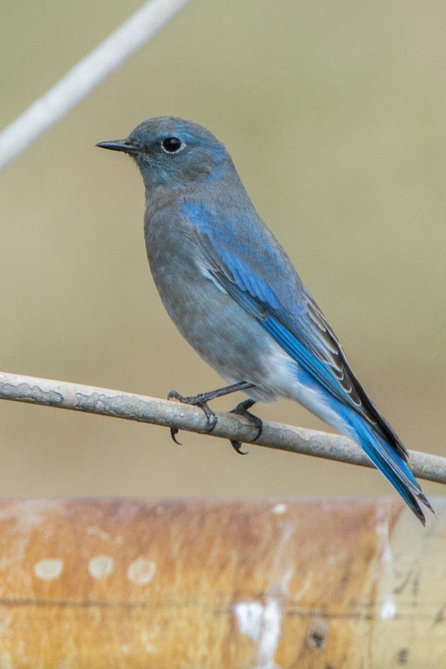 Mountain Bluebird