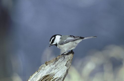 Mountain chickadee on branch