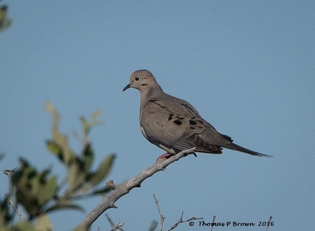 Mourning Dove (1)