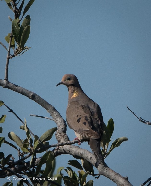 Mourning Dove (2)