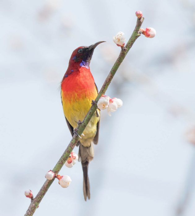 Animalstuffstore Ms-Goulds-Sunbird_DSC2681-Tengchong-Feb-2017-1-630x695 Birding Tengchong, Yunnan, China in 2017 – 10,000 Birds Bird  