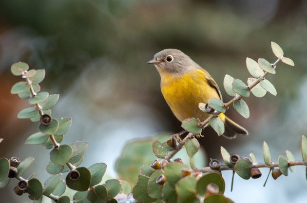 Nashville Warbler