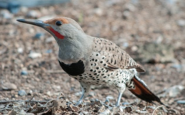 Northern Flicker Male