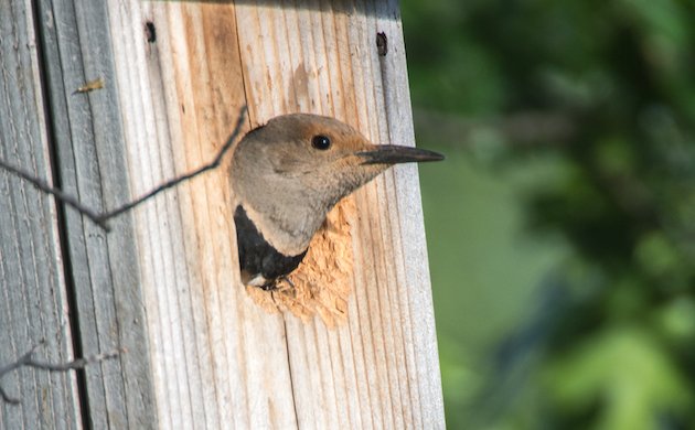 Northern Flicker