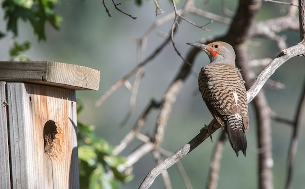 Northern Flicker Male