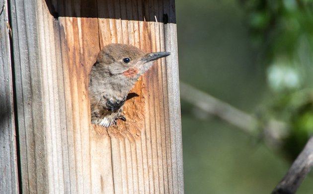 Northern Flicker Male