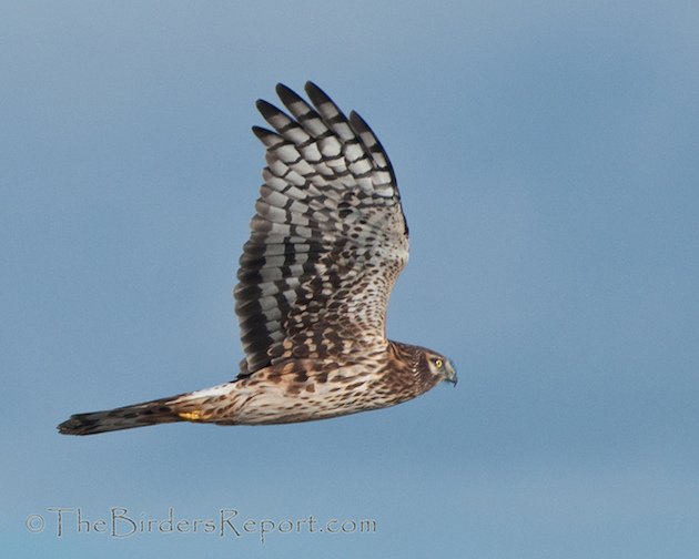 Northern Harrier