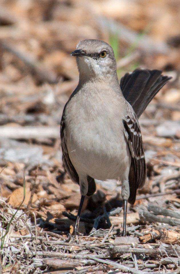 Northern Mockingbird