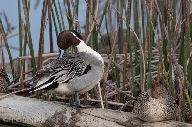 Northern Pintail Pair