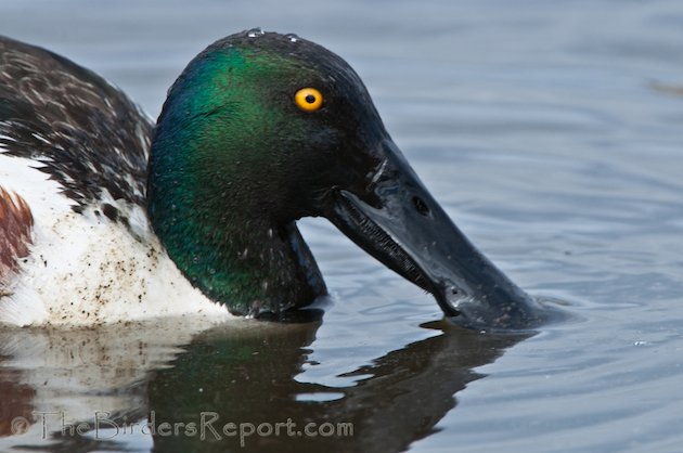 Northern Shoveler Drake