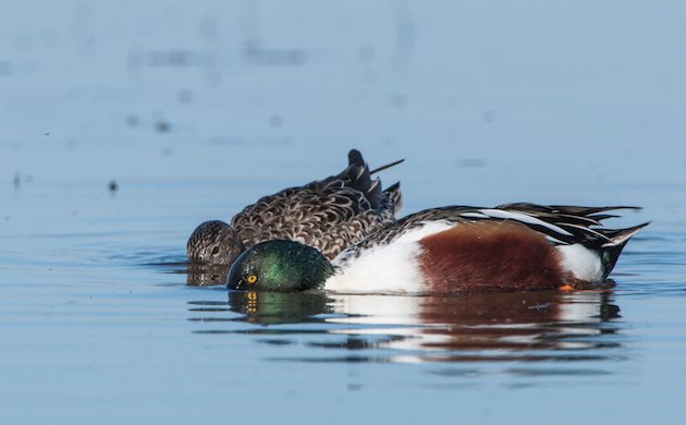 Northern Shoveler Pair